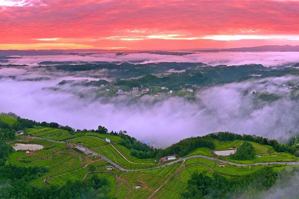 四川旺苍县：建成中国最大黄茶生产基地