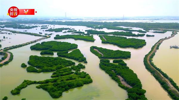 习近平广东行丨红树林之城 魅力“湛”放——走进金牛岛红树林片区