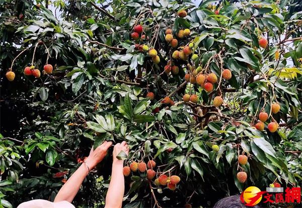 粵荔枝將出口港澳　廣藥採購拓產業新路