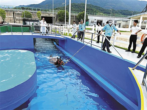 大灣區快線｜賽馬粵港「自由行」　馬產業「加速跑」