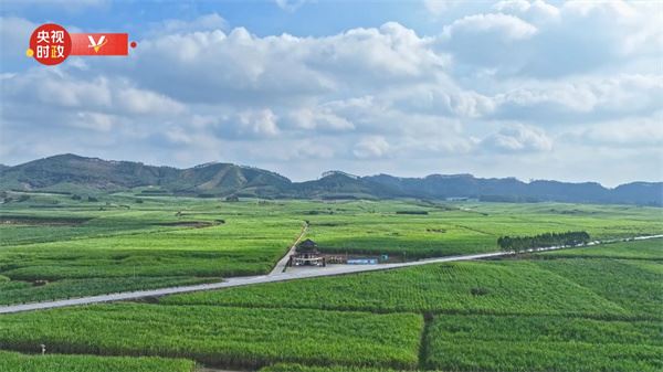 习近平广西行丨一根甘蔗撬动着甜蜜产业——走进黄安优质“双高”糖料蔗基地和东糖凤凰有限公司