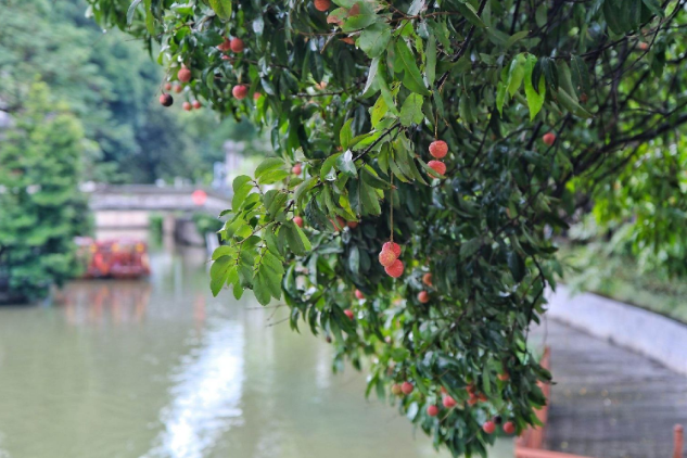 廉话“荔枝之变”｜羊晚快评