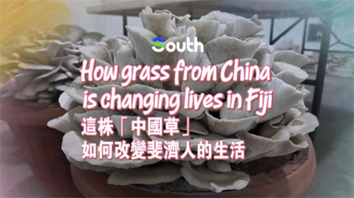 How grass from China is changing lives in Fiji