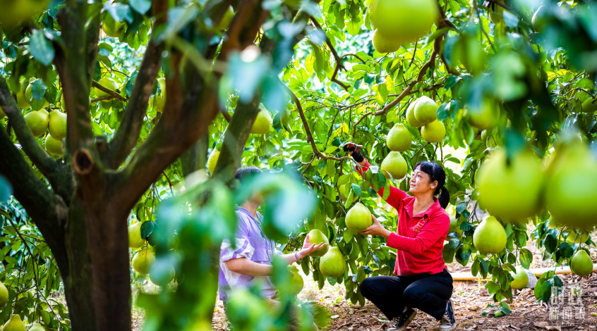 时政新闻眼丨四中全会后首次考察，习近平来到广东梅州
