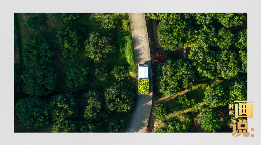 时政画说丨柚见丰年