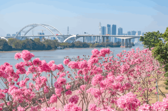 Capturing Guangzhou's autumn–winter blossoms