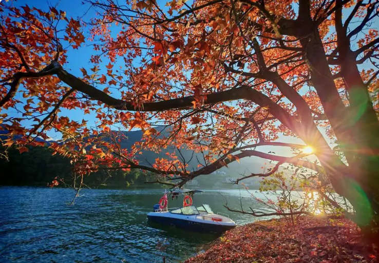 广东迎来红叶最佳观赏季