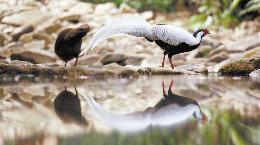 BBC documentary captures Guangdong's wild side