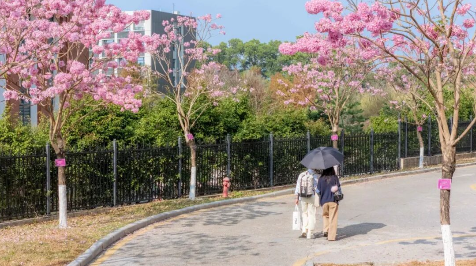 广州大片粉紫色花海开了！超出片，别错过