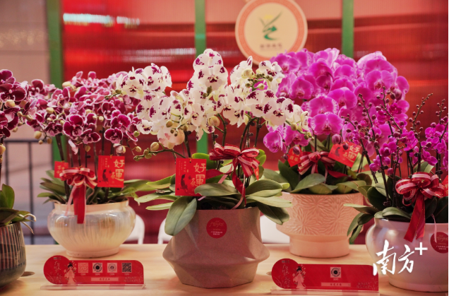 百年回响！广货闪耀上海滩，不止美味更是智造实力