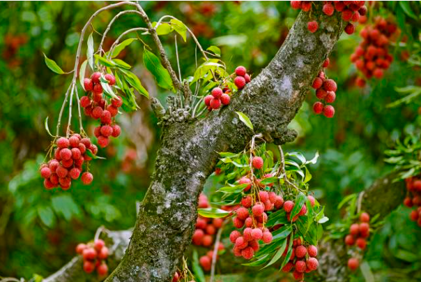 “吃年例 赏荔花 定荔树” 茂名发布荔枝定制倡议书