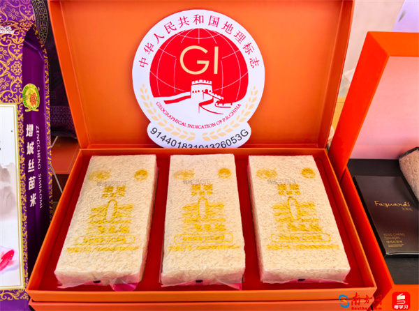 岭南春耕时，丝苗米又踏上了奔赴万家餐桌的路｜广货行天下