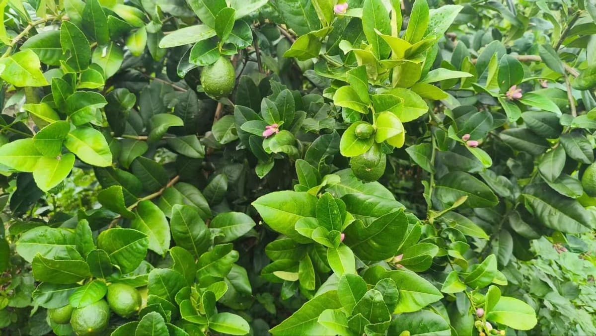 以茶为桥：00后台青罗怡恩的两岸茶饮传承路