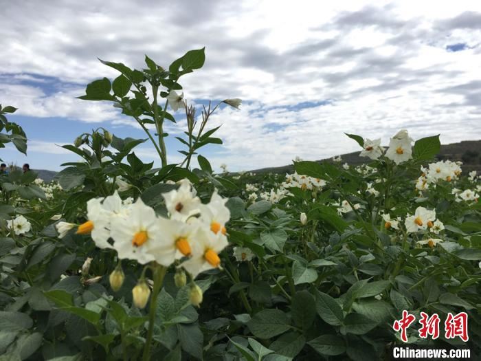 甘肃促撂荒地复耕复垦 解“马铃薯标准化种植少”之困