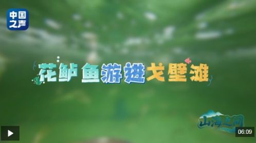山海之间丨花鲈游进戈壁滩